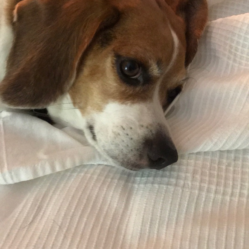 Meet your Posher, Josh